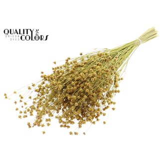 QC Gedroogd Lino Vlas | Kleur: Geel | Linum Droogbloemen | Lengte ± 50 centimeter | Gewicht 150 gram | Per bos