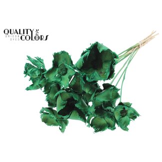 QC Dried Bleached Palm Cup on stem | Colour: Light Green | Length ± 50 centimetres | 10 stems per bunch