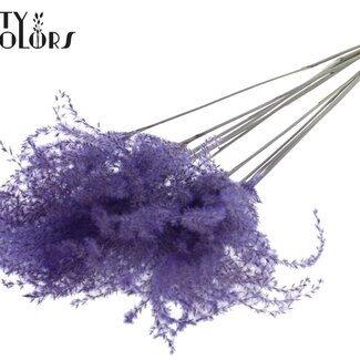 QC Dried Miscanthus Plumes | Colour: Milka Purple | Miscanthus Dried Flowers | Length ± 70 centimetres | 5 plumes per bunch | Per bunch
