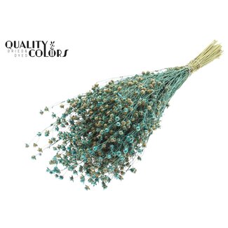 QC Gedroogd Lino Vlas | Kleur: Pearl Turquoise | Linum Droogbloemen | Lengte ± 50 centimeter | Gewicht 150 gram | Per bos