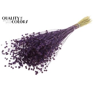 QC Gedroogd Lino Vlas | Kleur: Paars | Linum Droogbloemen | Lengte ± 50 centimeter | Gewicht 150 gram | Per bos