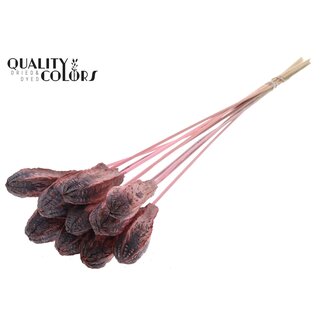 QC Mahonie Zaadpeul op stok | Kleur: Frosted Lichtroze | Swietenia Mahagoni Droogvruchten Bijsteker | Lengte bijsteker ± 50 centimeter | 10 bijstekers per bos