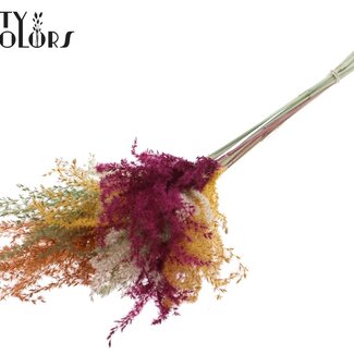 QC Gedroogde Prachtriet Pluimen | Pumpkin Spice mix | Kleur: Gemengde kleuren | Miscanthus Droogbloemen | Lengte ± 70 centimeter | 5 pluimen per bos | Per bos