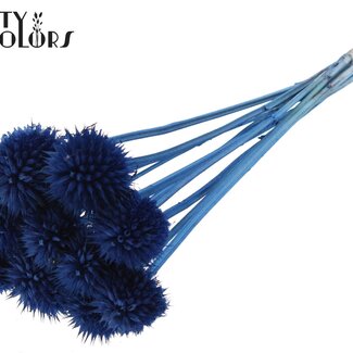 QC Queue de lion sur tige | Couleur : Bleu foncé | Leonotis Leonurus Piquet | Longueur ± 50 centimètres | 10 piquets par botte | Par botte