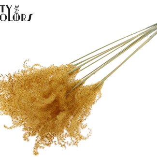 QC Plumes de Roseau Chinois Séchées | Couleur : Abricot | Fleurs Séchées de Miscanthus | Longueur ± 70 centimètres | 5 plumes par bouquet | Par bouquet