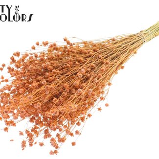 QC Gedroogd Lino Vlas | Kleur: Frosted Zalmkleurig | Linum Droogbloemen | Lengte ± 50 centimeter | Gewicht 150 gram | Per bos
