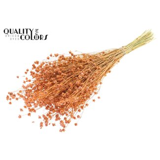 QC Dried Lino Flax | Colour: Frosted Salmon | Linum Dried Flowers | Length ± 50 centimetres | Weight 150 grams | Per bunch