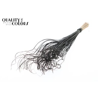 QC Gedroogd Palmblad Nerf | Curly Ting Ting | Kleur: Zwart | Lengte ± 70 centimeter | 100 takken per bos | Per bos
