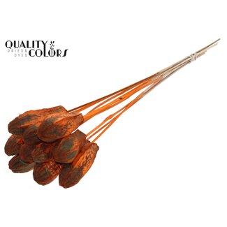 QC Mahogany Seed Pod on Stick | Colour: Orange | Swietenia Mahagoni Dried Fruits Stick | Stick Length ± 50 centimetres | 10 sticks per bunch