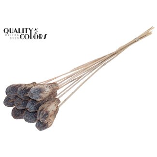 QC Gousse de Graines d'Acajou sur tige | Couleur : Naturel Givré Blanc | Fruits Secs d'Acajou Swietenia sur Pique | Longueur de la pique ± 50 centimètres | 10 piques par bouquet