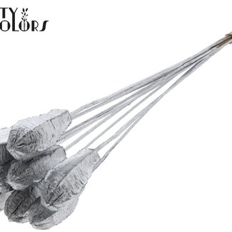 QC Mahonie Zaadpeul op stok | Kleur: Zilverkleurig | Swietenia Mahagoni Droogvruchten Bijsteker | Lengte bijsteker ± 50 centimeter | 10 bijstekers per bos