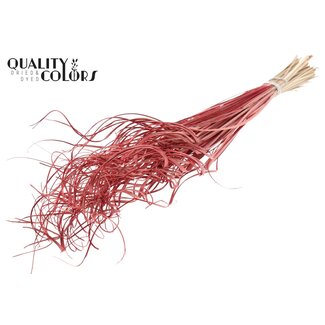 QC Dried Palm Leaf Vein | Curly Ting Ting | Colour: Red | Length ± 70 centimetres | 100 stems per bunch | Per bunch