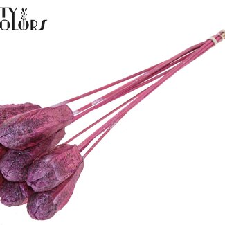 QC Mahogany Seed Pod on Stick | Colour: Metallic Pink | Swietenia Mahagoni Dried Fruit Stick | Stick Length ± 50 centimetres | 10 sticks per bunch