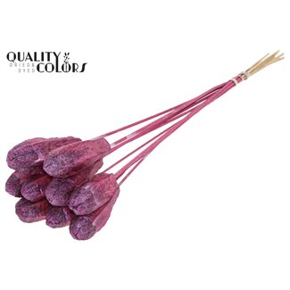 QC Mahonie Zaadpeul op stok | Kleur: Metallic Roze | Swietenia Mahagoni Droogvruchten Bijsteker | Lengte bijsteker ± 50 centimeter | 10 bijstekers per bos