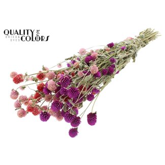 QC Dried Globe Amaranth | Colour: Natural Mixed Colours | Gomphrena Dried Flowers | Length ± 55 centimetres | Weight 100 grams | Per bunch
