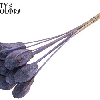 QC Mahagoni Samenkapsel auf Stiel | Farbe: Frosted Milkapaars | Swietenia Mahagoni Trockenfrüchte Steckstab | Länge Steckstab ± 50 Zentimeter | 10 Steckstäbe pro Bund