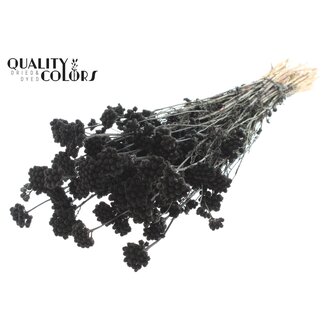 QC Dried Lona | Colour: Black | Lonas Annua Dried Flowers | Length ± 50 centimetres | Per bunch