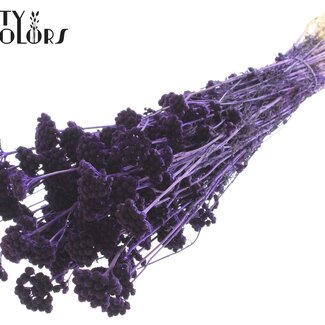 QC Dried Lona | Colour: Purple | Lonas Annua Dried Flowers | Length ± 50 centimetres | Per bunch