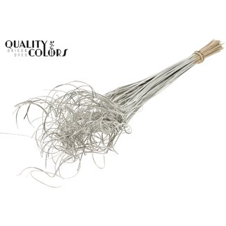 QC Getrocknetes Palmblatt Nerv | Curly Ting Ting | Farbe: Platinfarben | Länge ± 70 Zentimeter | 100 Zweige pro Bund | Pro Bund