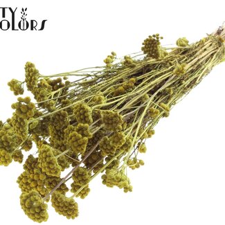 QC Dried Lona | Colour: Light Green | Lonas Annua Dried Flowers | Length ± 50 centimetres | Per bunch