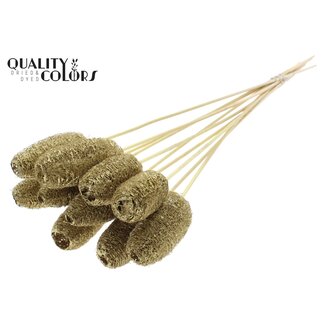 QC Mini Luffa Schwamm auf Stab | Farbe: Goldfarben | Loofah-Stecker | Länge ± 50 Zentimeter | 10 Stecker pro Bund