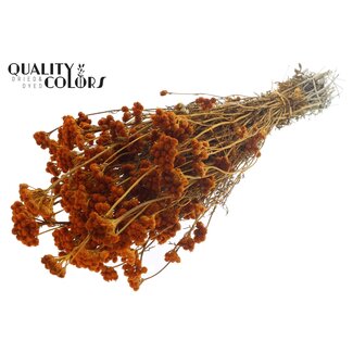 QC Gedroogde Lona | Kleur: Abrikooskleurig | Lonas Annua Droogbloemen | Lengte ± 50 centimeter | Per bos