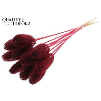 QC Mini Luffa Schwamm auf Stiel | Farbe: Bordeauxrot | Loofah Einstecker | Länge ± 50 Zentimeter | 10 Einstecker pro Bund