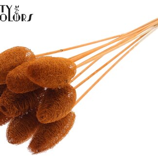 QC Mini-Luffa-Schwamm auf Stiel | Farbe: Terrakotta | Loofah-Stecker | Länge ± 50 Zentimeter | 10 Stecker pro Bund