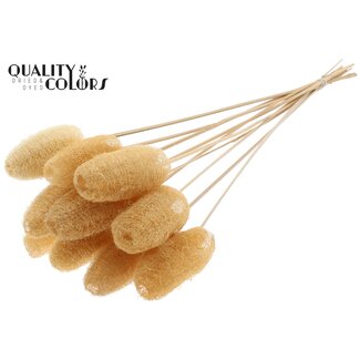 QC Mini Éponge Luffa sur bâton | Couleur : Blanc Naturel | Pique Loofah | Longueur ± 50 centimètres | 10 piques par bouquet