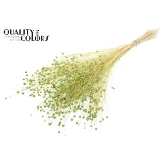 QC Dried Bleached Lino Flax | Colour: Frosted Mint Green | Linum Dried Flowers | Length ± 70 centimetres | Weight 100 grams | Per bunch