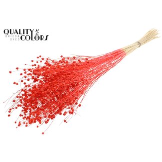 QC Gedroogd Gebleekt Lino Vlas | Kleur: Koraalkleurig | Linum Droogbloemen | Lengte ± 70 centimeter | Gewicht 100 gram | Per bos
