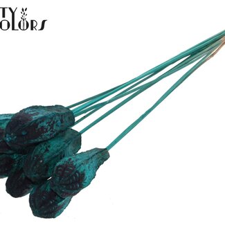 QC Mahonie Zaadpeul op stok | Kleur: Turquoise | Swietenia Mahagoni Droogvruchten Bijsteker | Lengte bijsteker ± 50 centimeter | 10 bijstekers per bos