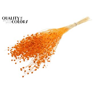QC Gedroogd Gebleekt Lino Vlas | Kleur: Oranje | Linum Droogbloemen | Lengte ± 70 centimeter | Gewicht 100 gram | Per bos
