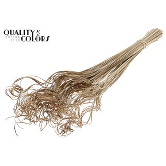 QC Gedroogd Palmblad Nerf | Curly Ting Ting | Kleur: Naturelle Bruin | Lengte ± 70 centimeter | 100 takken per bos | Per bos