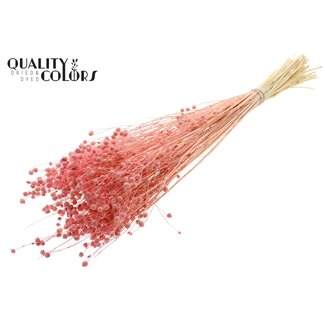 QC Gedroogd Gebleekt Lino Vlas | Kleur: Frosted Roze | Linum Droogbloemen | Lengte ± 70 centimeter | Gewicht 100 gram | Per bos