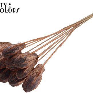 QC Mahogany Seed Pod on Stick | Colour: Frosted Salmon | Swietenia Mahogany Dried Fruits Pick | Pick Length ± 50 centimetres | 10 picks per bunch
