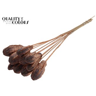 QC Mahonie Zaadpeul op stok | Kleur: Frosted Zalmkleurig | Swietenia Mahagoni Droogvruchten Bijsteker | Lengte bijsteker ± 50 centimeter | 10 bijstekers per bos