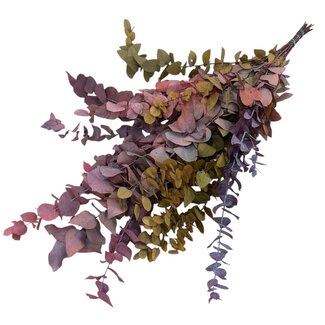 Dutch Dried Herbstmix Eukalyptus Cinerea | Konserviert | Länge ± 65 Zentimeter | Gewicht ± 150 Gramm