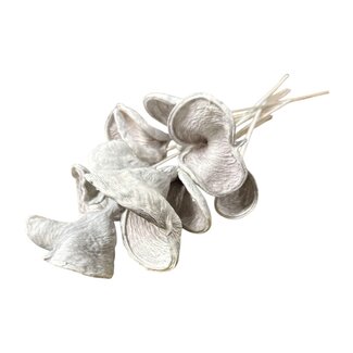 Casa Alegria Badam on stem | Colour: Bleached White | Length of stick ± 40 centimetres | Per 10 stems