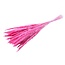 Pink Fluffy Pampas plumes | Length ± 60 centimetres | Per 20 stems