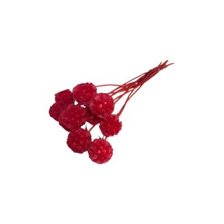 Casa Alegria Rote Scabiosa Trockenblumen | Länge ± 30 Zentimeter | Pro 10 Stiele