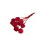Red Scabiosa dried flowers | Length ± 30 centimetres | Per 10 stems