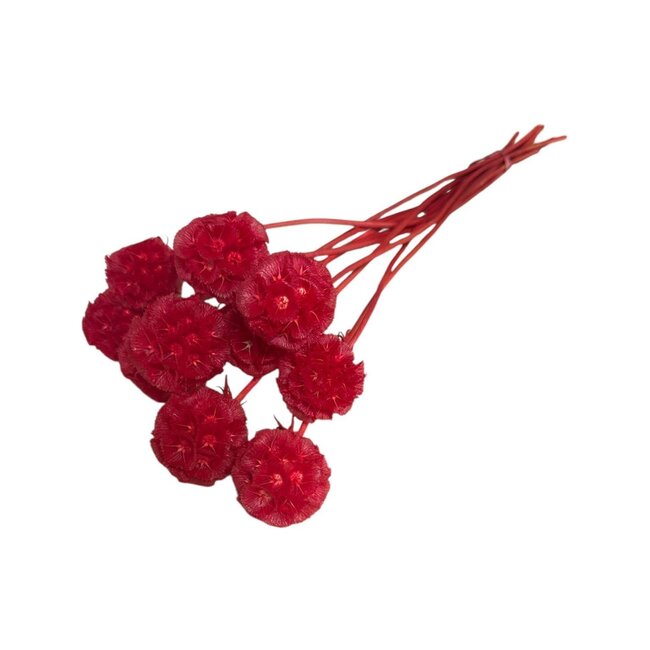 Scabiosa rouge fleurs séchées | Longueur ± 30 centimètres | Par 10 tiges