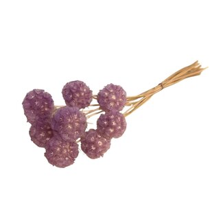 Casa Alegria Purple Scabiosa dried flowers | Length ± 30 centimetres | Per 10 stems