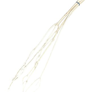 Casa Alegria White Bleached Dried Mitsumata Branches | Length ± 115 centimetres | 3 branches per bunch