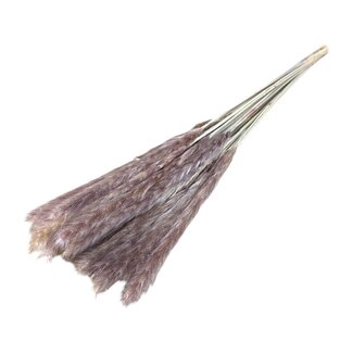 Casa Alegria Natural Fluffy Pampas Plumes | Length ± 60 centimetres | Per 20 stems