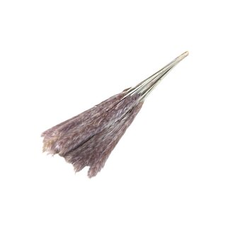 Casa Alegria Natural Fluffy Pampas Plumes | Length ± 60 centimetres | Per 20 stems