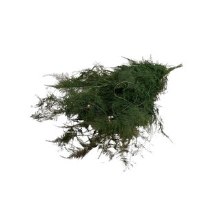 Casa Alegria Green Wild Asparagus | Preserved Branches | Length ± 65 centimetres | Weight ± 150 grams