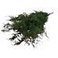 Green Wild Asparagus | Preserved Branches | Length ± 65 centimetres | Weight ± 150 grams