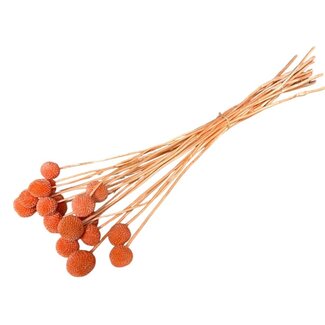 Casa Alegria Salmon-coloured bleached Craspedia dried flowers | Length ± 60 centimetres | Per 20 stems